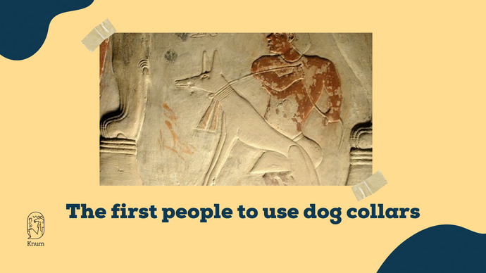 The first people to use dog collars